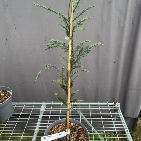 Sequoia sempervirens - Coast Redwood 'Prof. Marc Senelle'