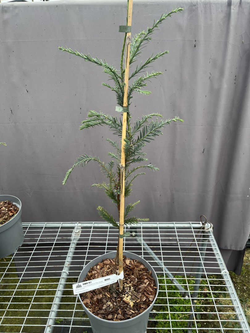 Sequoia sempervirens - Coast Redwood 'Prof. Marc Senelle'