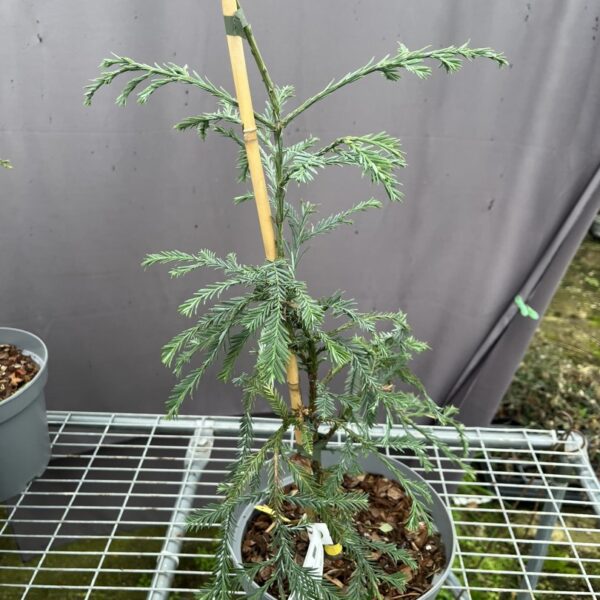 Sequoia sempervirens - Coast Redwood 'Simpons Silver'