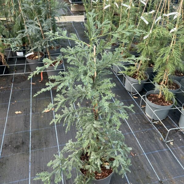 Sequoia sempervirens - Coast Redwood 'Soquel'