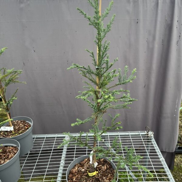 Sequoia sempervirens - Coast Redwood 'Soquel'
