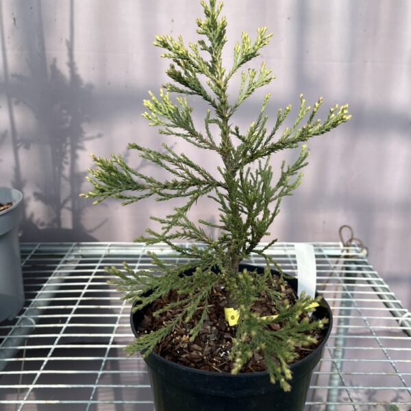 Sequoiadendron giganteum - Giant Redwood 'French Beauty'