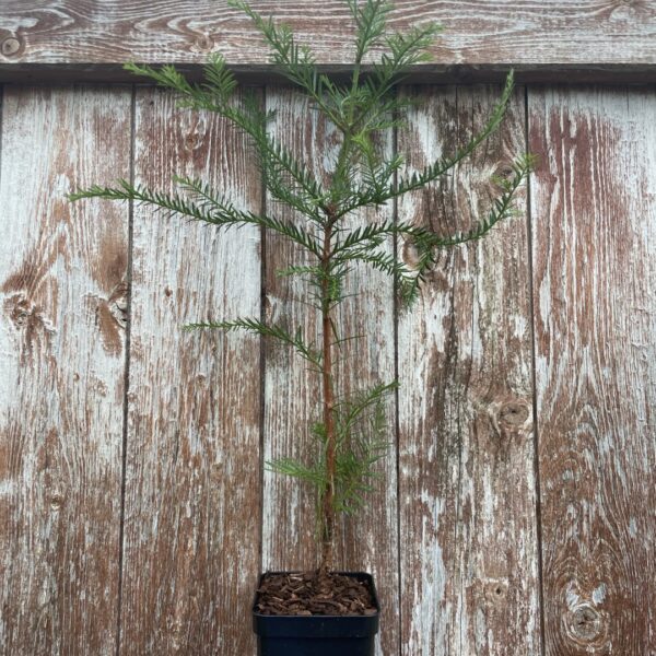 Coast Redwood Tree 60/80cm (P9T)
