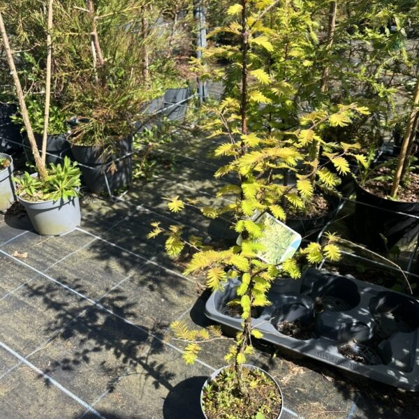 Metasequoia glyptostroboides - Dawn Redwood 'Amber Glow'