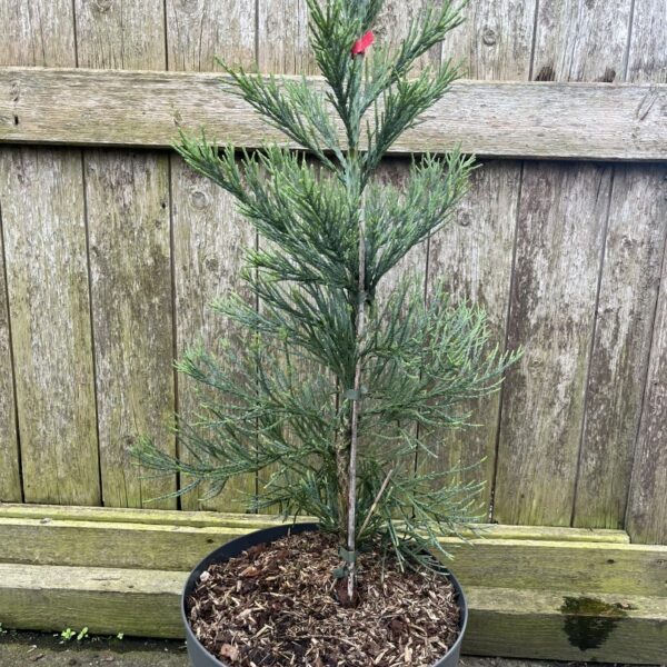 Sequoiadendron giganteum - Giant Redwood 'Glaucum' 60/80cm (10L)