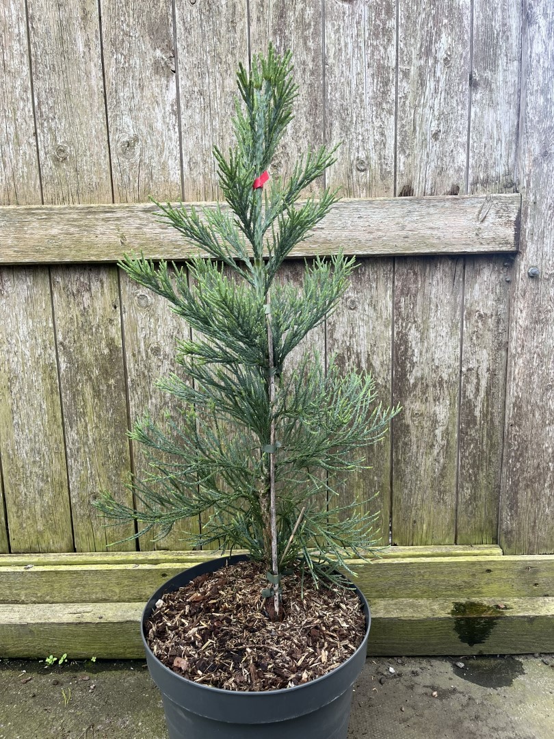 Sequoiadendron giganteum - Giant Redwood 'Glaucum' 60/80cm (10L)