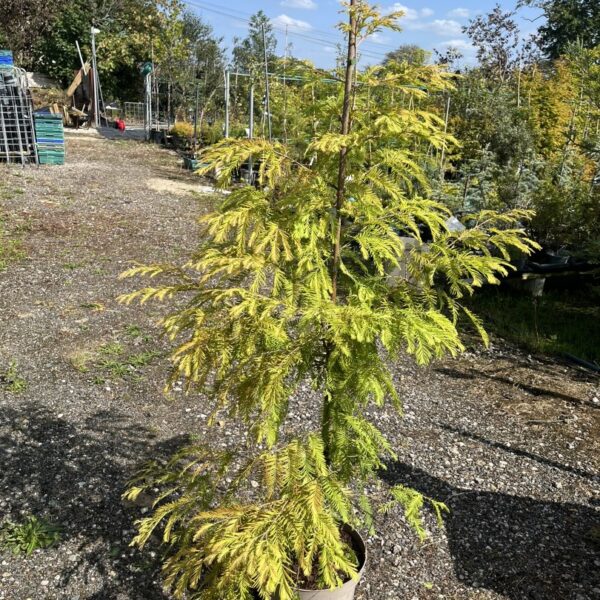Dawn Redwood ‘Matthaei’ 120/140cm (10L)