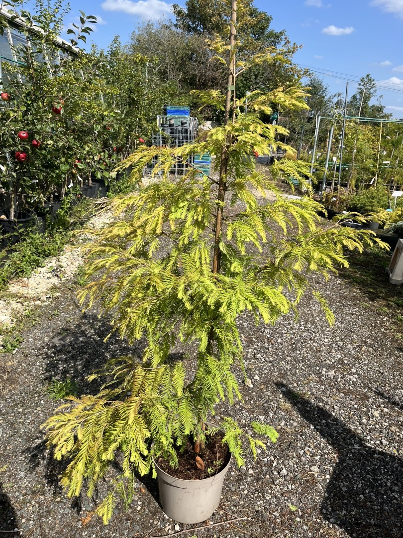 Dawn Redwood ‘Matthaei’ 120/140cm (10L)