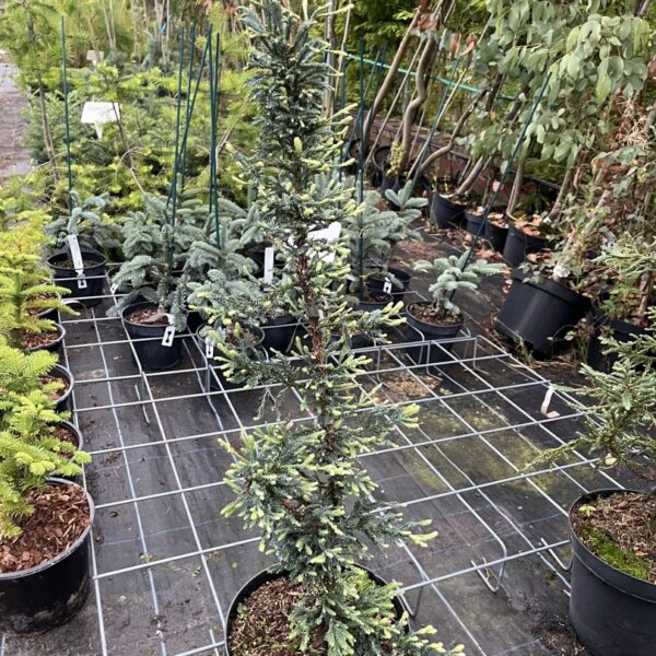 Sequoia sempervirens - Coast Redwood 'Lightning' 80/100cm (10L)