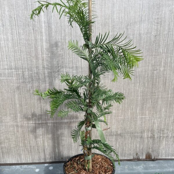 Metasequoia glyptostroboides - Dawn Redwood 'Sheridan Spire'