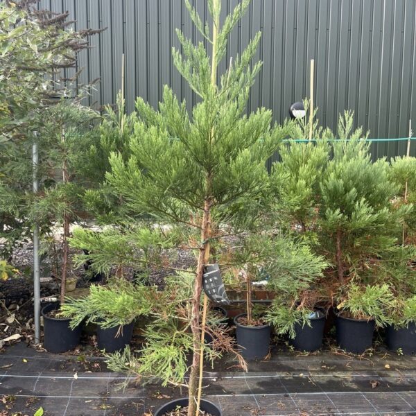 Sequoiadendron giganteum - Giant Redwood