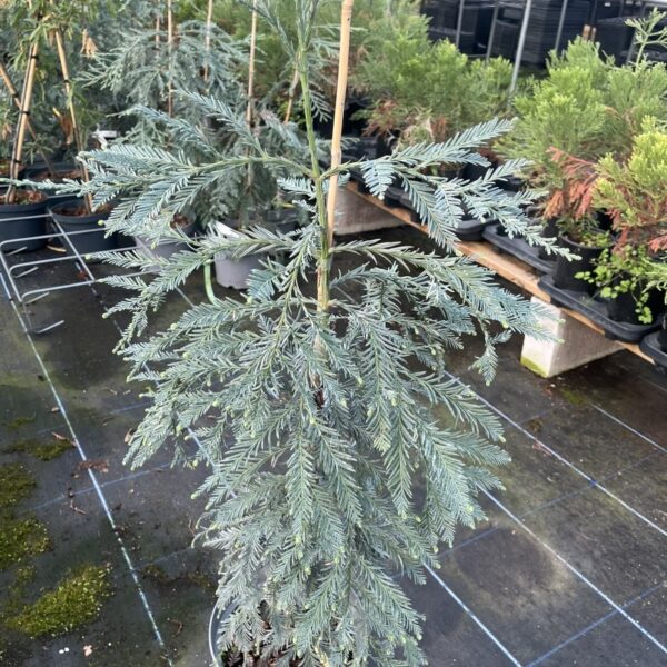 Sequoia sempervirens - Coast Redwood 'Aptos Blue'
