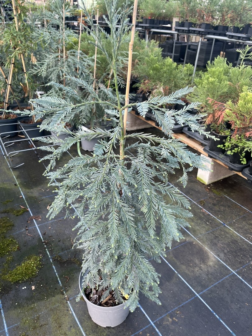 Sequoia sempervirens - Coast Redwood 'Aptos Blue'