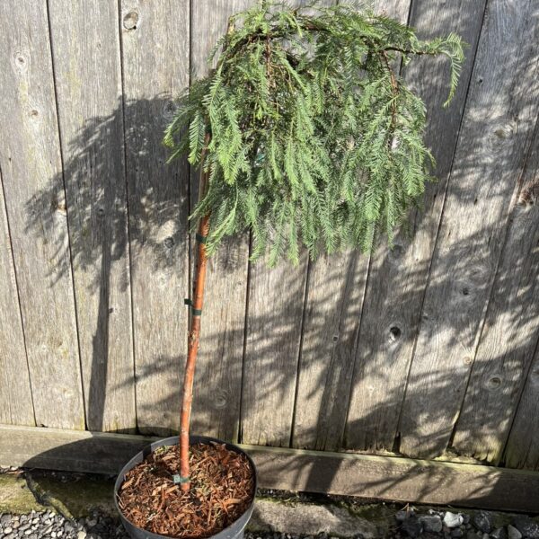Metasequoia glyptostroboides - Dawn Redwood 'Miss Grace'