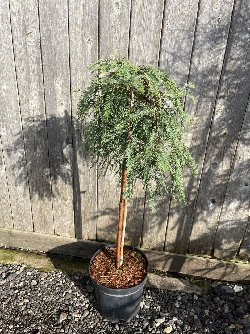 Metasequoia glyptostroboides - Dawn Redwood 'Miss Grace'