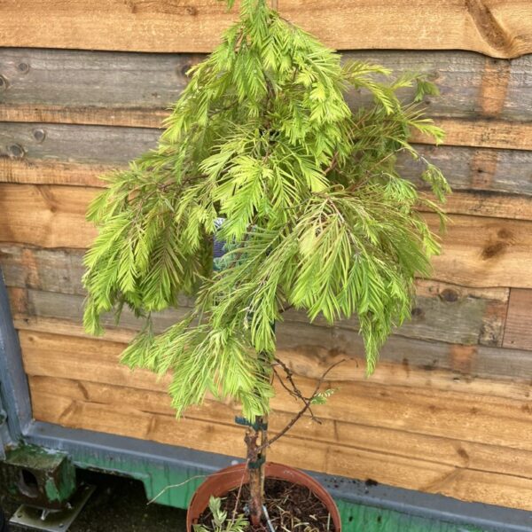 Metasequoia glyptostroboides - Dawn Redwood 'Pendula'