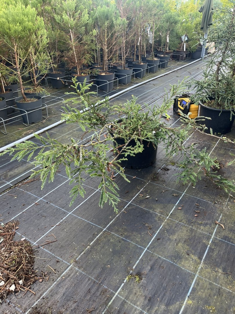 Sequoia sempervirens - Coast Redwood 'Adpressa'