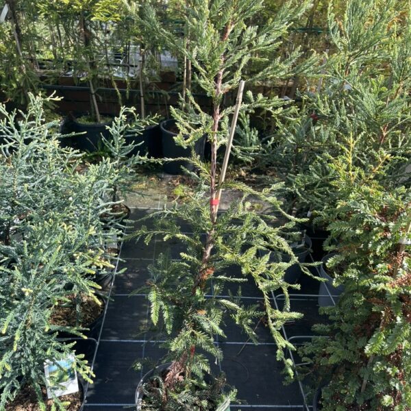 Sequoia sempervirens - Coast Redwood - Adpressa