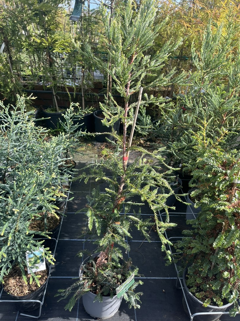 Sequoia sempervirens - Coast Redwood - Adpressa