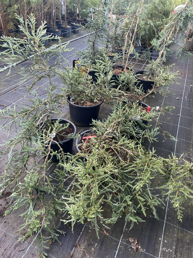Sequoia sempervirens - Coast Redwood 'Adpressa'