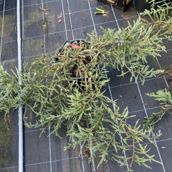 Sequoia sempervirens - Coast Redwood 'Adpressa'