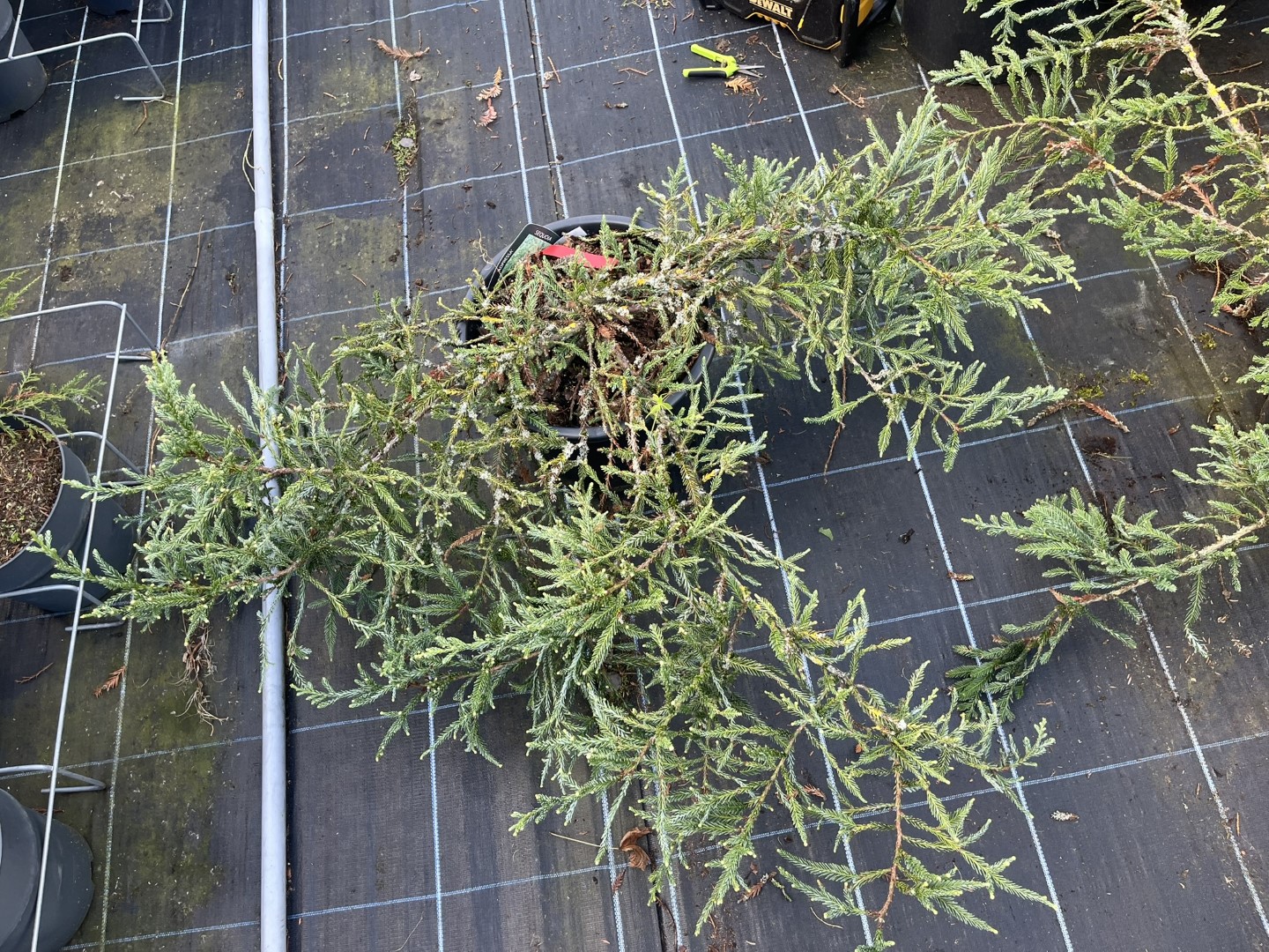 Sequoia sempervirens - Coast Redwood 'Adpressa'