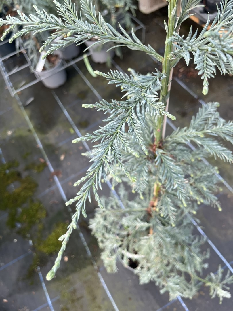 Sequoia sempervirens - Coast Redwood 'Kenwood'