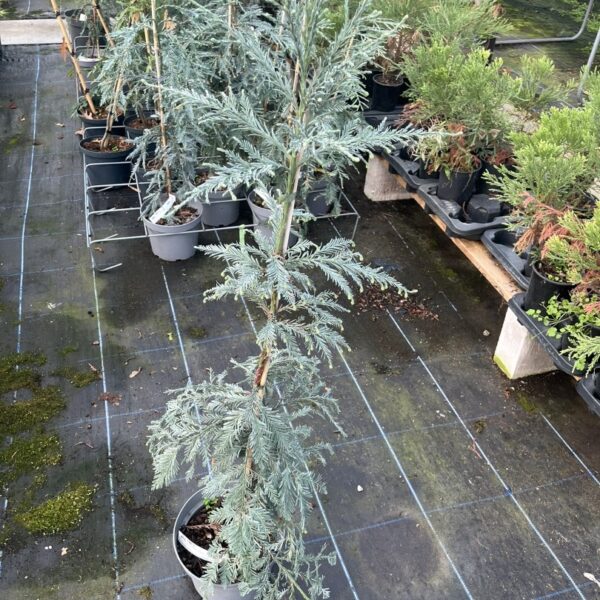 Sequoia sempervirens - Coast Redwood 'Kenwood'
