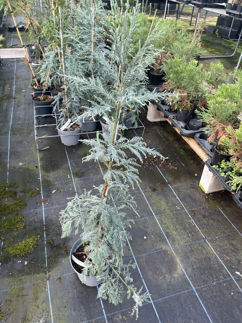 Sequoia sempervirens - Coast Redwood 'Kenwood'