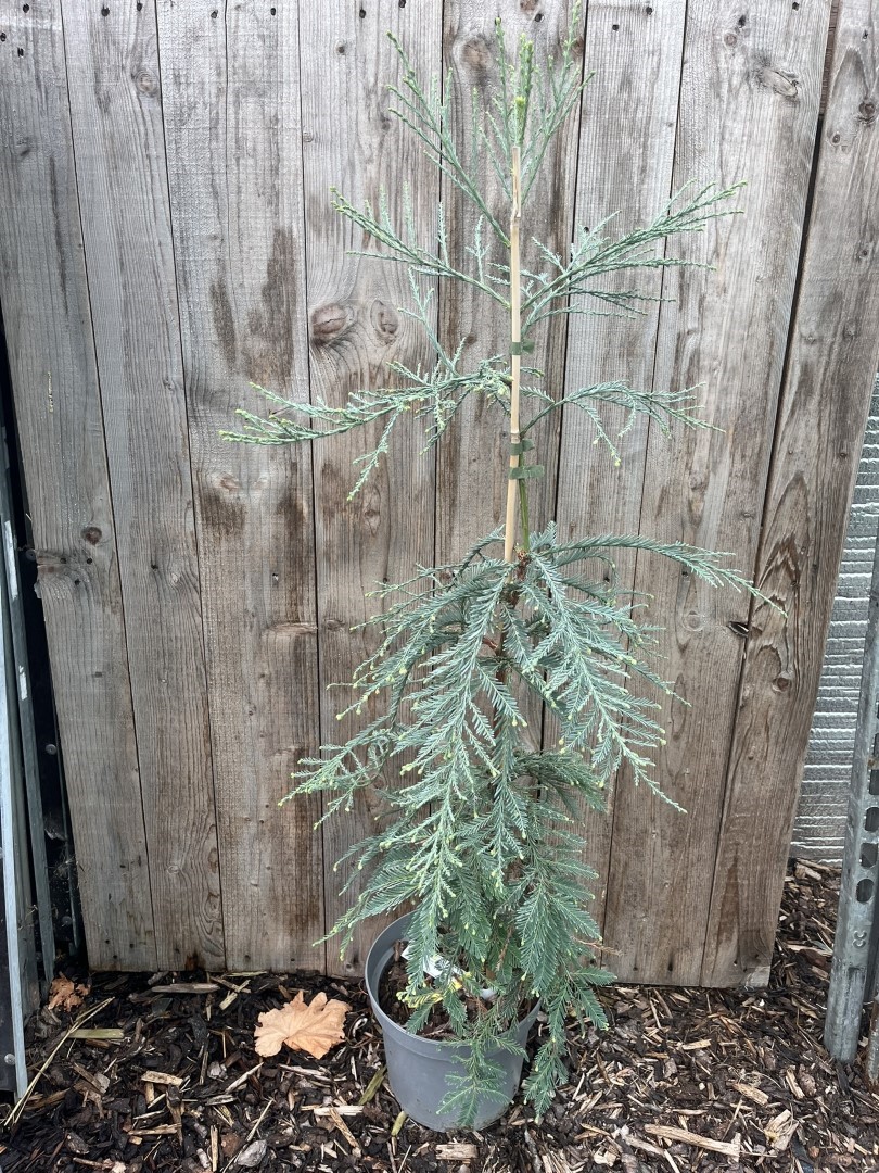 Sequoia sempervirens - Coast Redwood 'Les Barres'