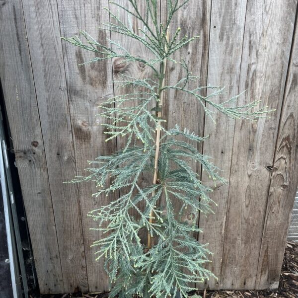 Sequoia sempervirens - Coast Redwood 'Les Barres'