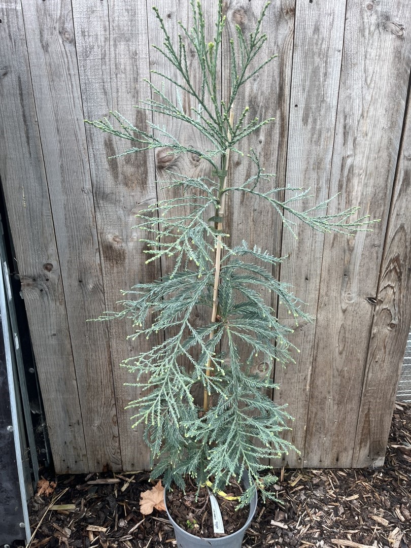 Sequoia sempervirens - Coast Redwood 'Les Barres'