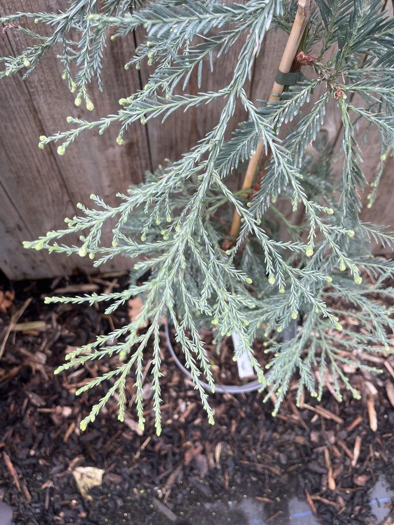 Sequoia sempervirens - Coast Redwood 'Les Barres'