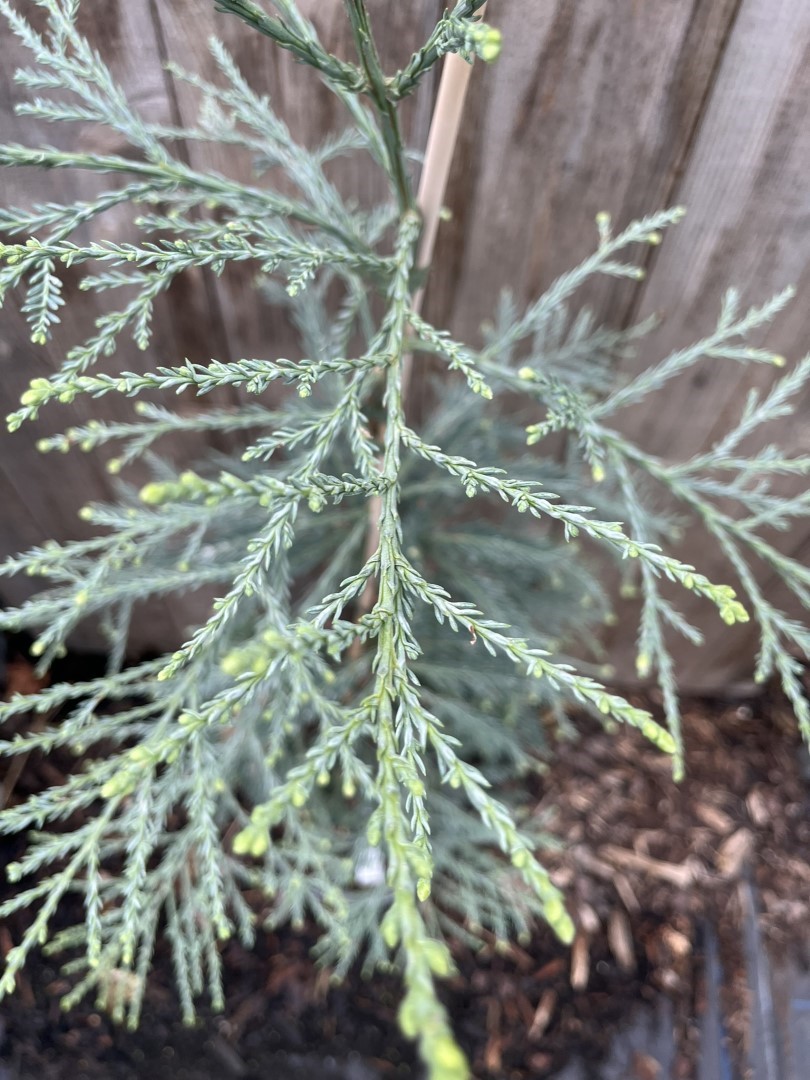 Sequoia sempervirens - Coast Redwood 'Les Barres'