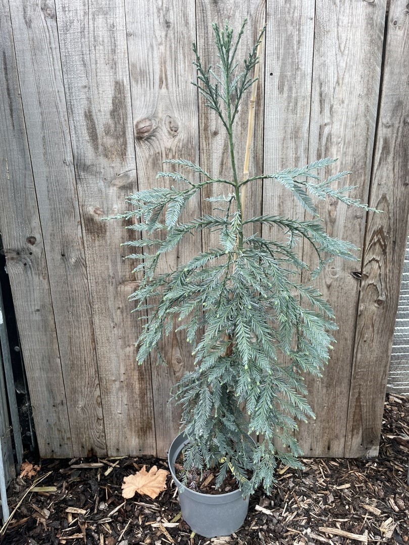 Sequoia sempervirens - Coast Redwood 'Les Barres'