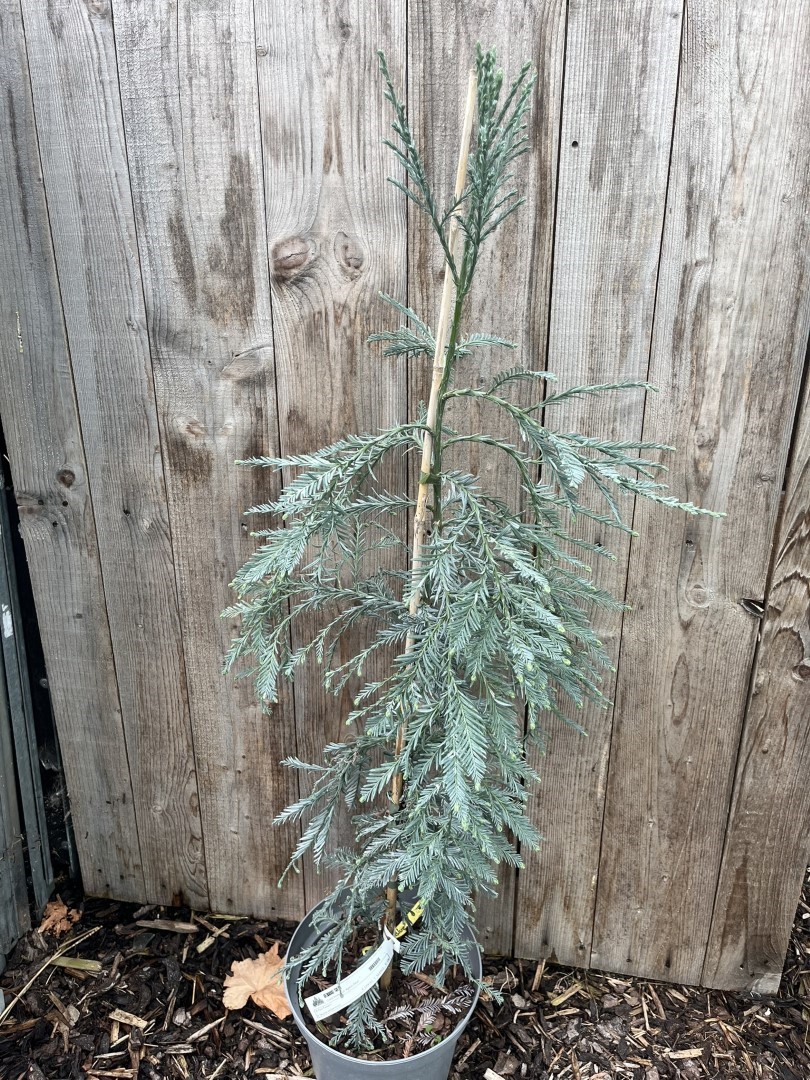 Sequoia sempervirens - Coast Redwood 'Les Barres'