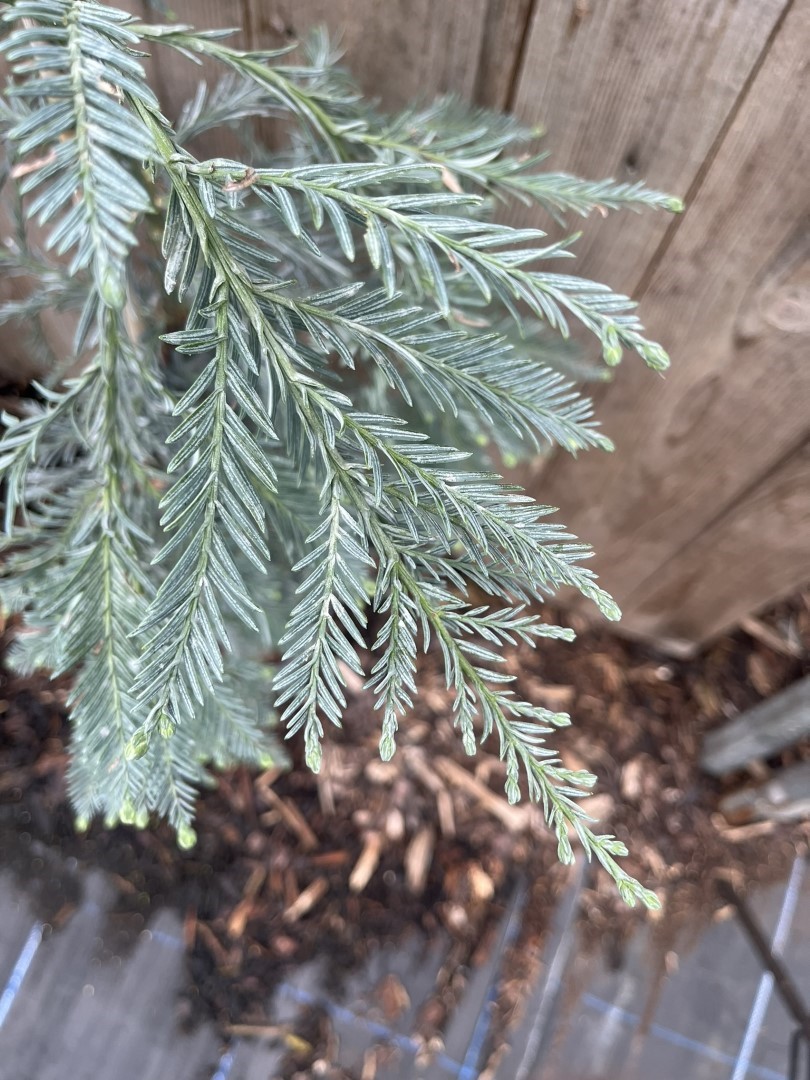 Sequoia sempervirens - Coast Redwood 'Les Barres'