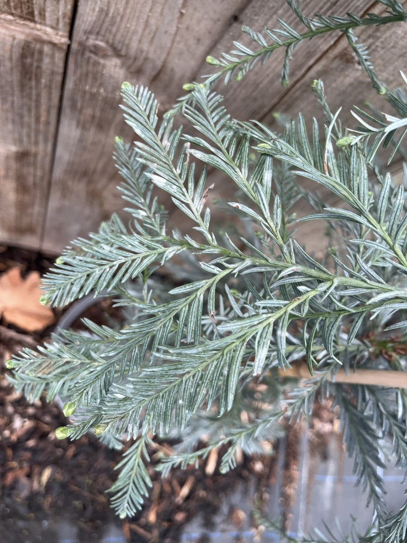 Sequoia sempervirens - Coast Redwood 'Les Barres'