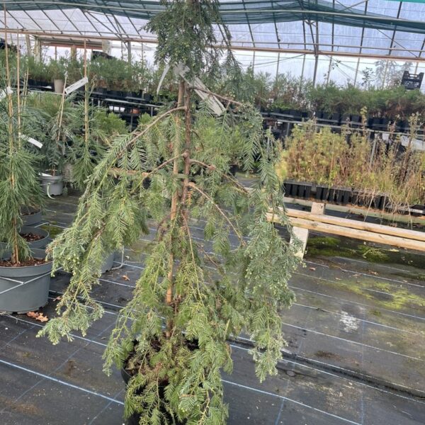Sequoia sempervirens - Coast Redwood 'Silver Ghost'