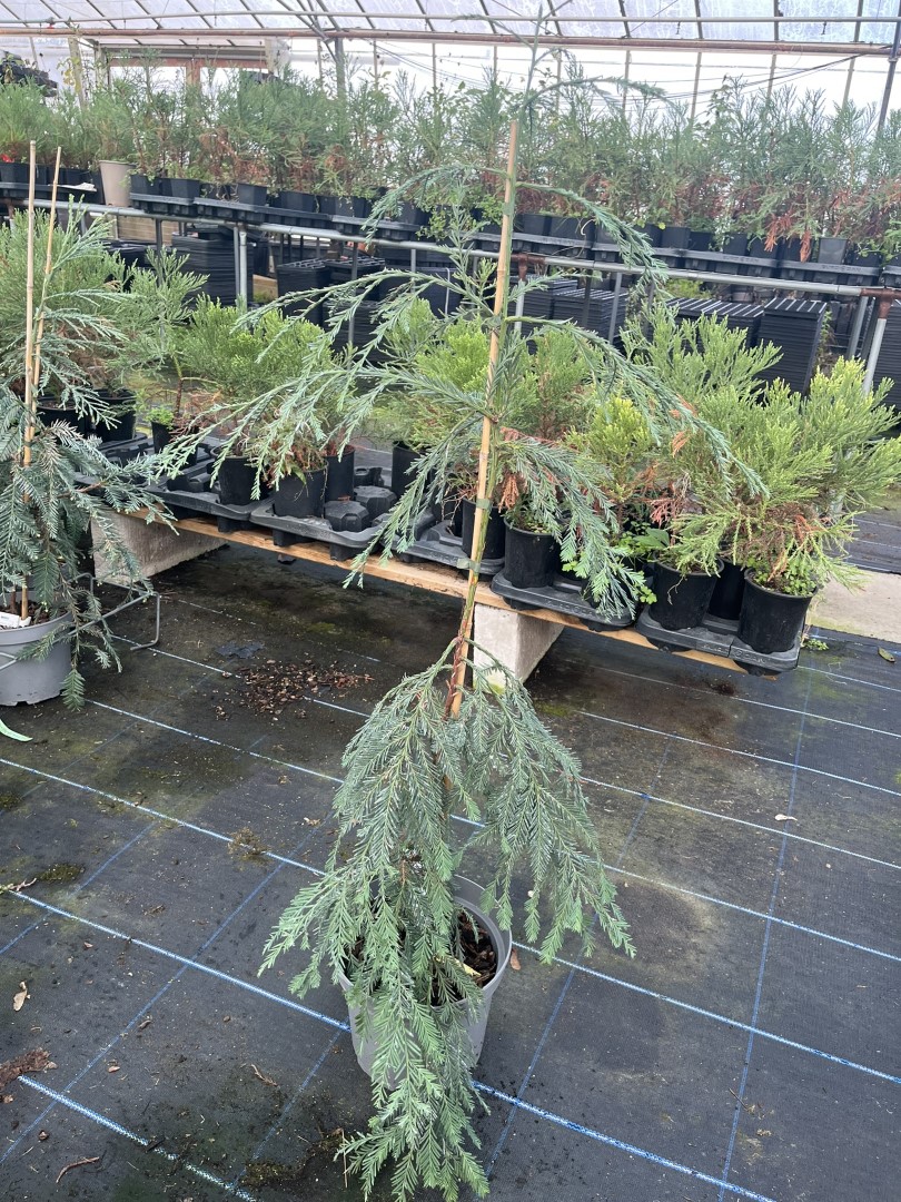 Sequoia sempervirens - Coast Redwood 'Simpons Silver'