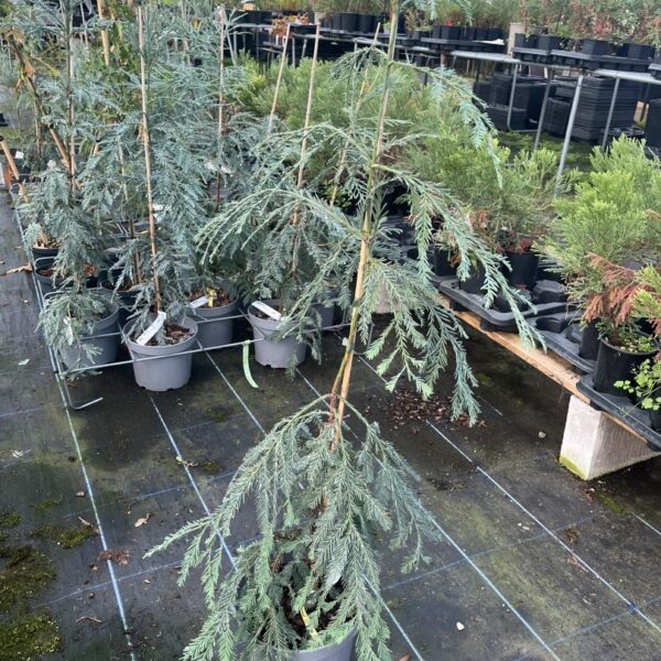 Sequoia sempervirens - Coast Redwood 'Simpons Silver'