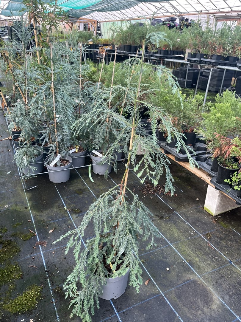Sequoia sempervirens - Coast Redwood 'Simpons Silver'