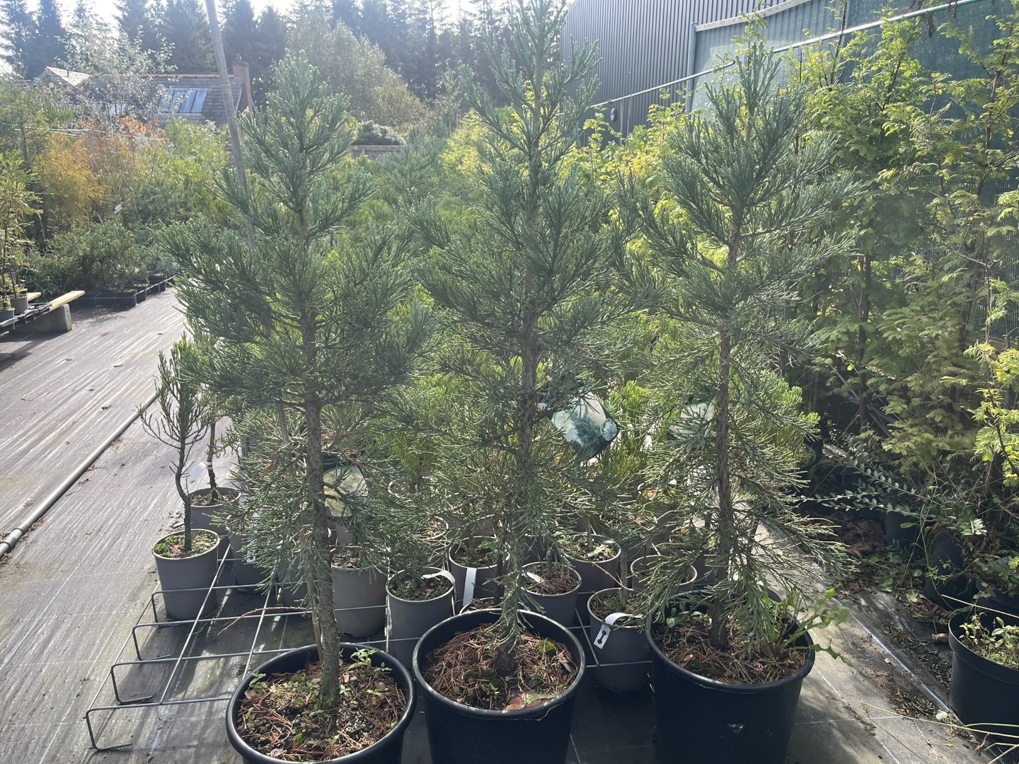 Sequoiadendron giganteum - Giant Redwood 'Glaucum'