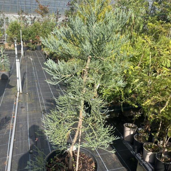 Sequoiadendron giganteum - Giant Redwood 'Glaucum'