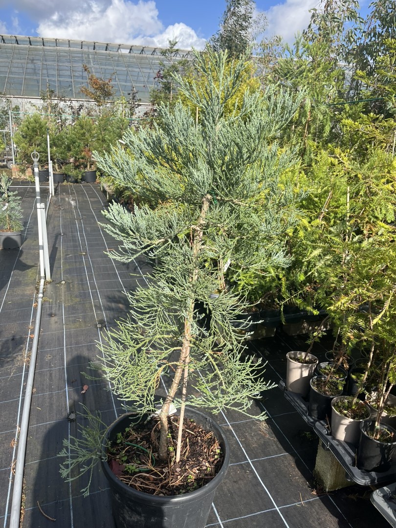 Sequoiadendron giganteum - Giant Redwood 'Glaucum'