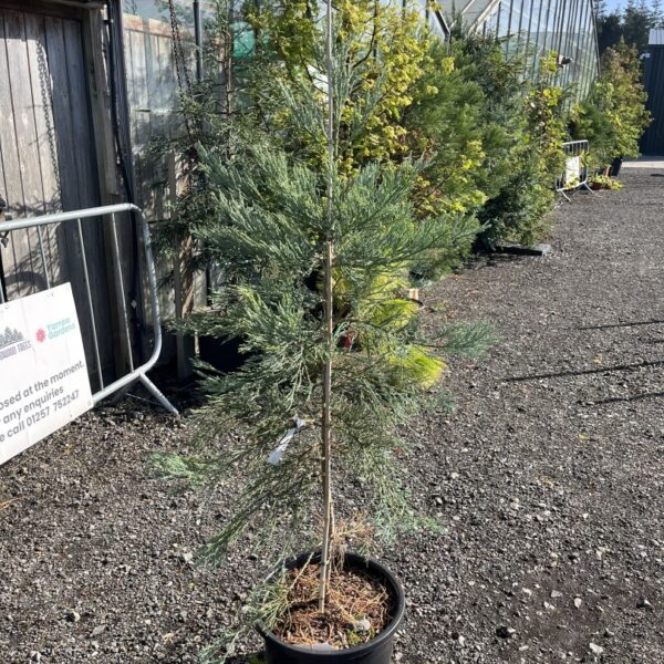 Sequoiadendron giganteum - Giant Redwood 'Powder Blue'